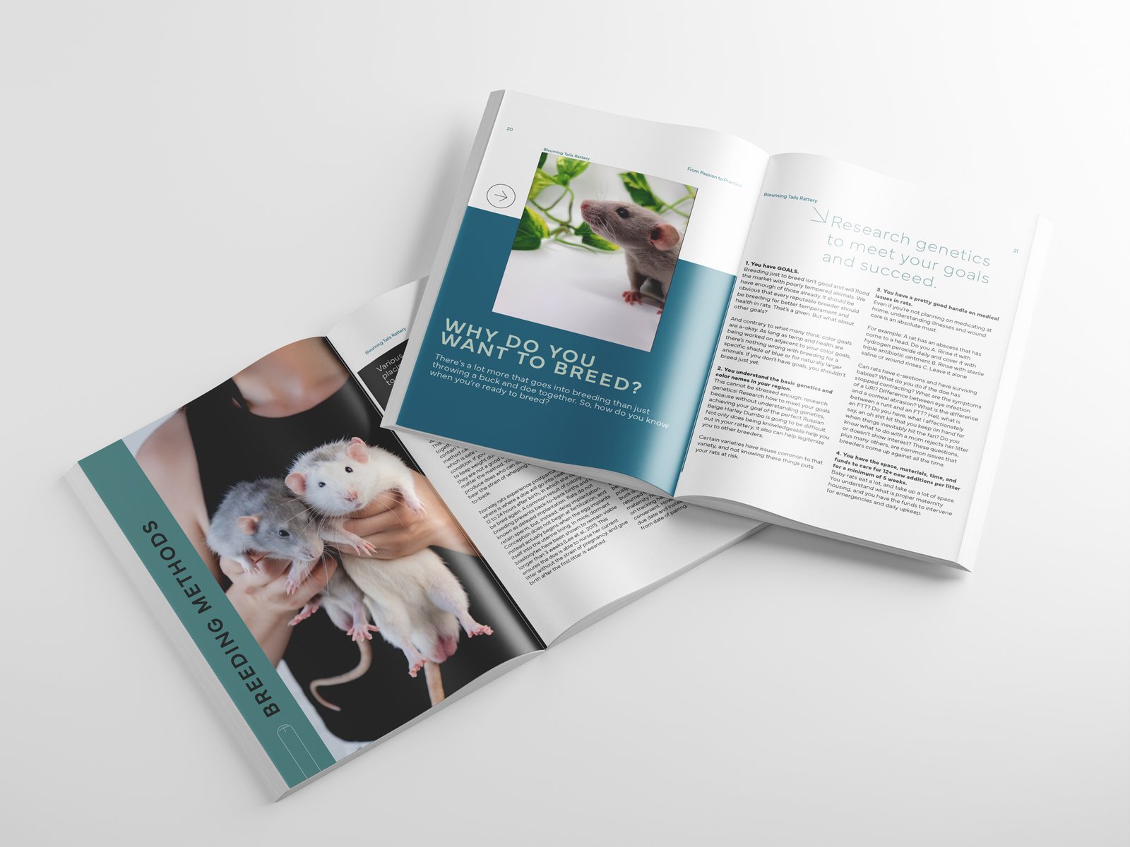 Guide on breeding methods featuring two pet rats and tips for successful breeding practices.